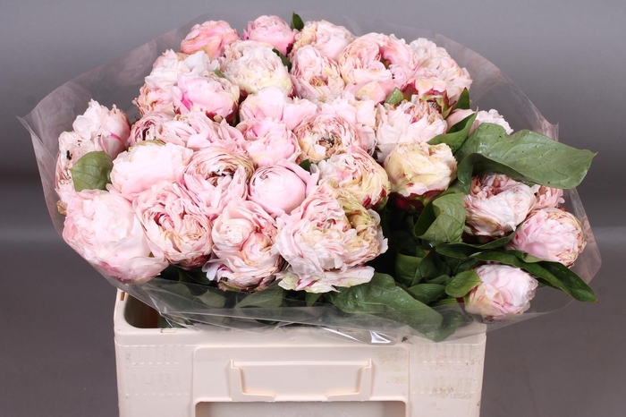 <h4>PAEO L CARL G KLEHM</h4>