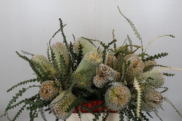 <h4>Banksia Speciosa</h4>