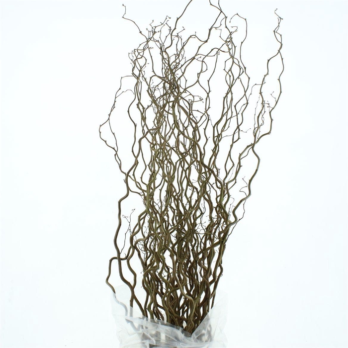 <h4>Coryl Av Contorta</h4>