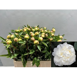 PAEONIA LACT. 'DUCHESSE DE NEMOUR'