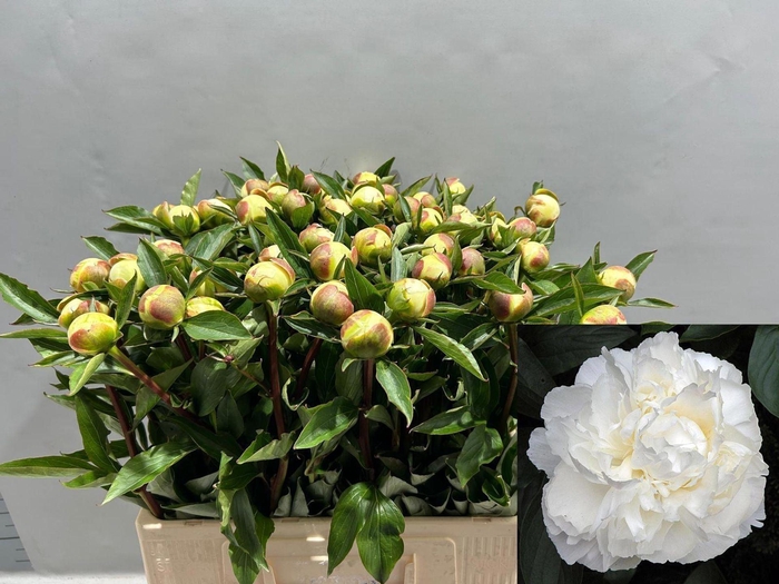 <h4>PAEONIA LACT. 'DUCHESSE DE NEMOUR'</h4>
