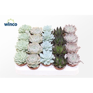 Echeveria Mix P5.5