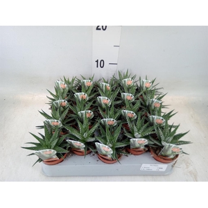 Haworthia fasciata 'Big Band'