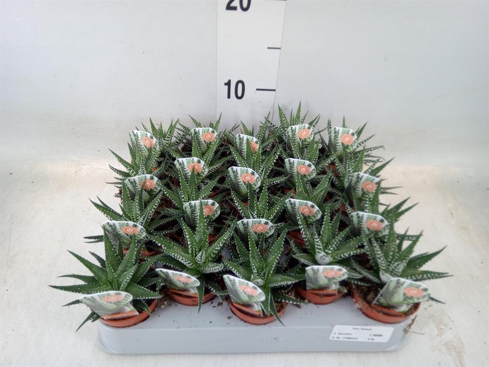 <h4>Haworthia fasciata 'Big Band'</h4>