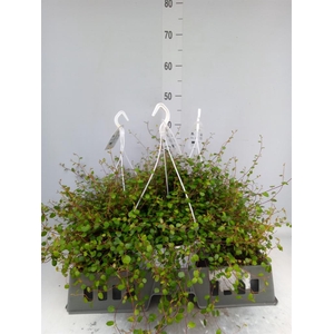 Muehlenbeckia com. 'Mao'ri'