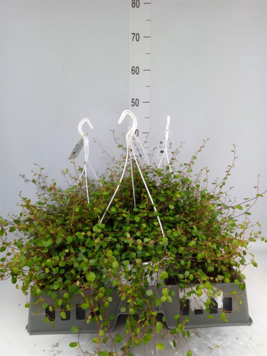 <h4>Muehlenbeckia com. 'Mao'ri'</h4>