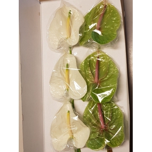 Anthurium Mix