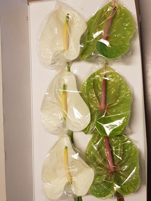 <h4>Anthurium Mix</h4>