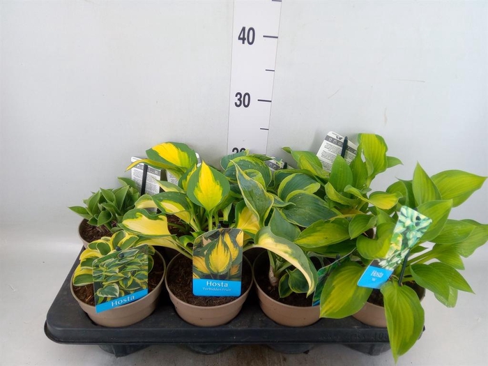 <h4>Hosta   ...</h4>
