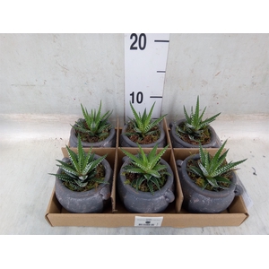 Arr.   Kamerplant Groen L%