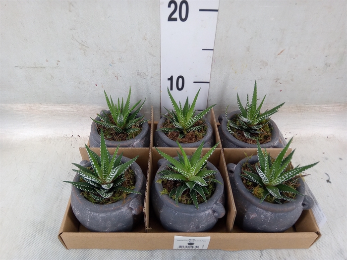 <h4>Arr.   Kamerplant Groen L%</h4>