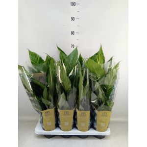 Spathiphyllum  'Sweet Chico'