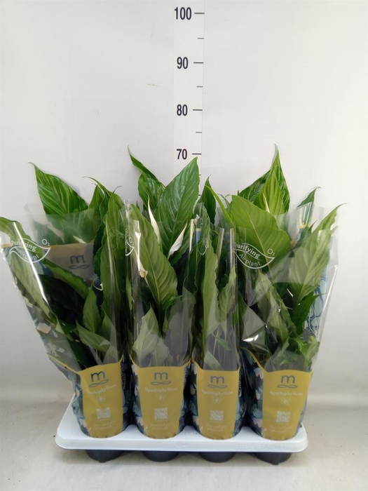 <h4>Spathiphyllum  'Sweet Chico'</h4>