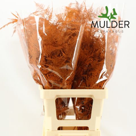<h4>Snijgroen Orange Extra Veren</h4>