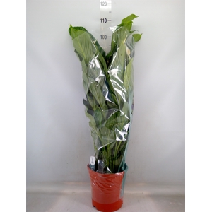 Spathiphyllum  'Sweet Lauretta'