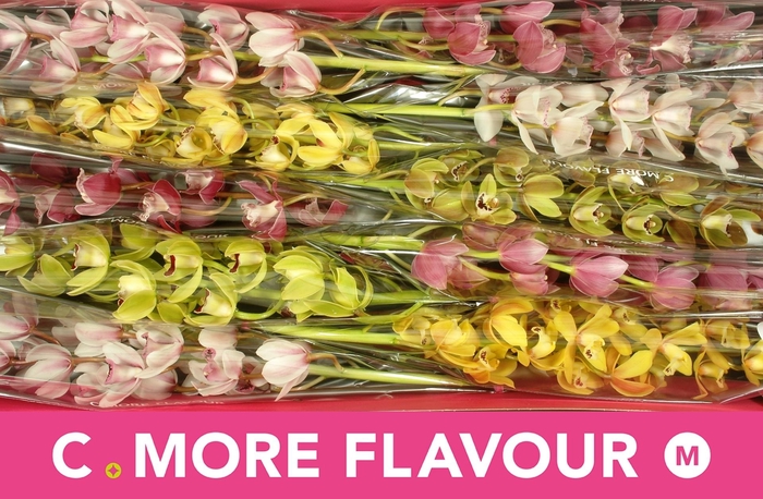 <h4>CYMB MI GEM</h4>