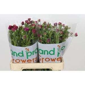 Ranunculus cort. 'Magical Raspberr'