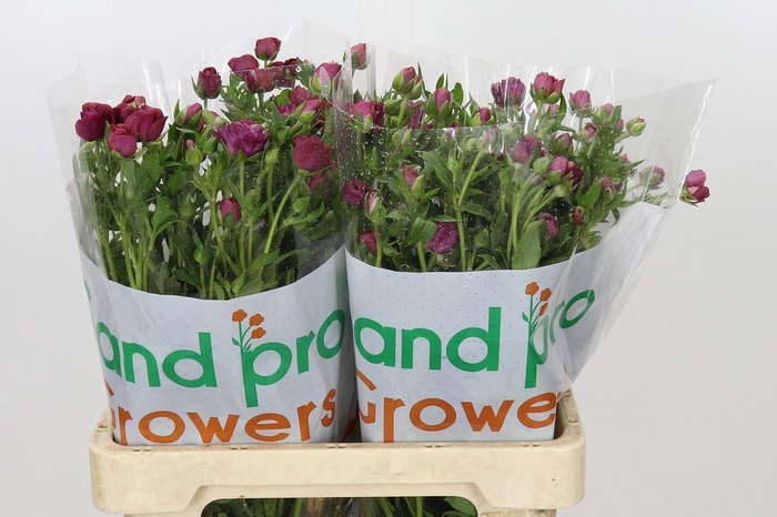 <h4>Ranunculus cort. 'Magical Raspberr'</h4>