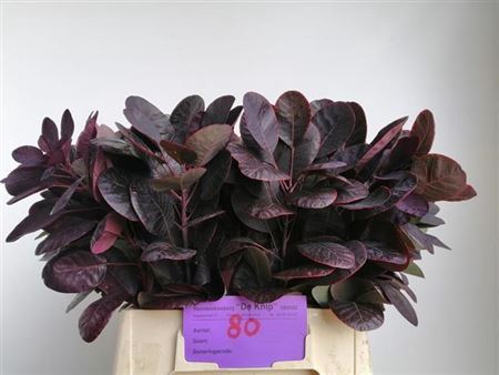 COTI C ROYAL PURPLE