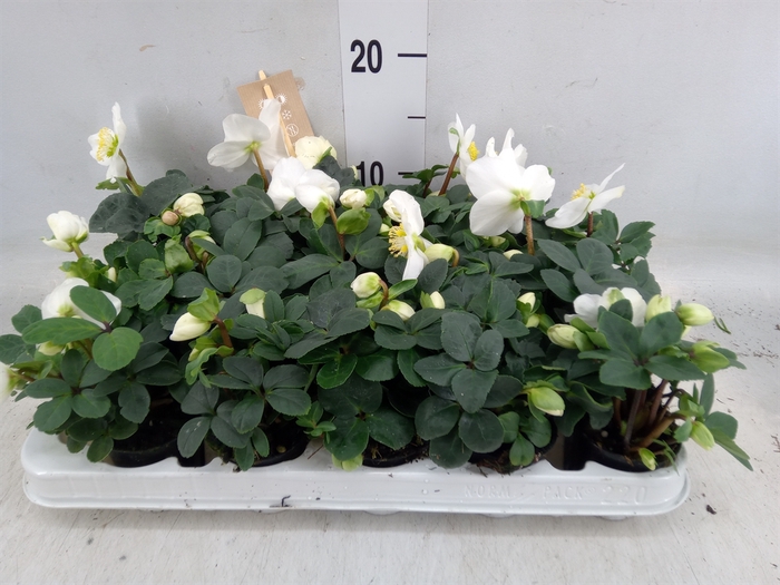 <h4>Helleborus niger 'Christmas Carol'</h4>