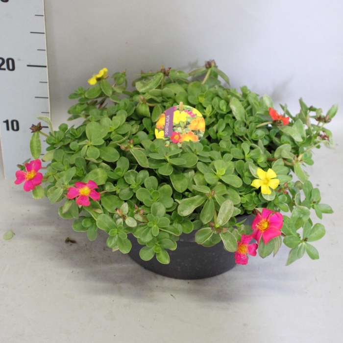 <h4>Schaal 26 Portulaca Mix</h4>