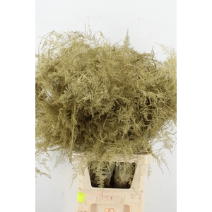 Asp IT L.Getopt Goud