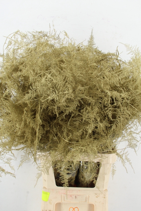 <h4>Asp IT L.Getopt Goud</h4>