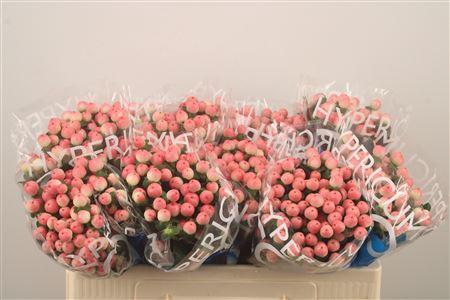 <h4>Hyp Coco Tiamo</h4>