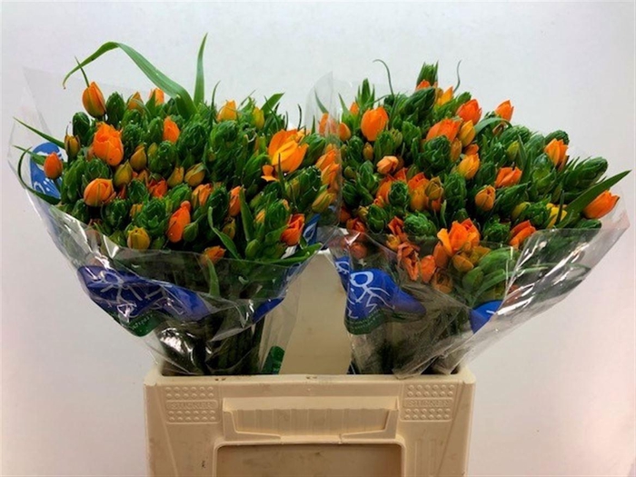 <h4>ORNIT DB SUNSHINE</h4>