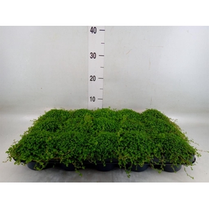 Soleirolia soleirolii   ...green