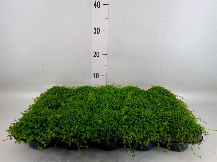 <h4>Soleirolia soleirolii   ...green</h4>