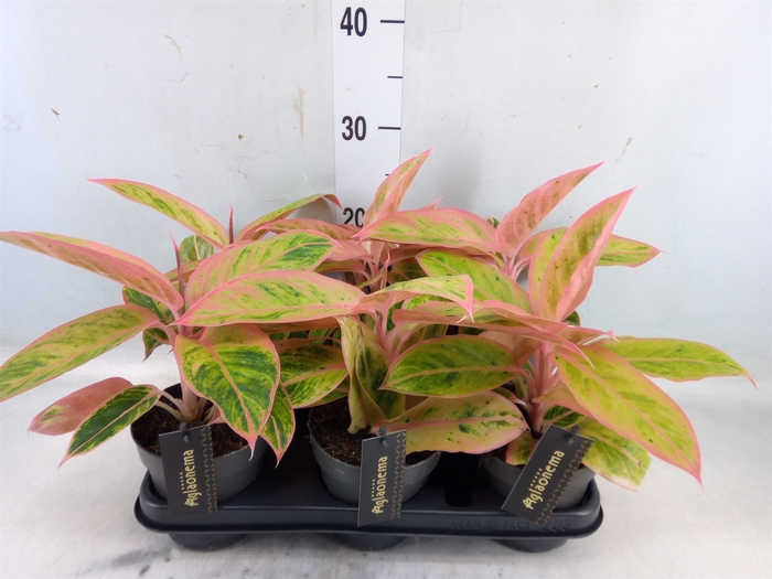 <h4>Aglaonema  'Salmon Fantasy'</h4>