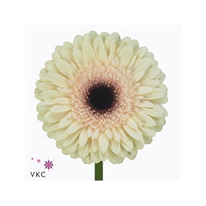 Gerbera diamond eclair