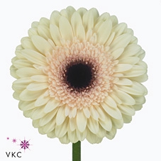 <h4>Gerbera diamond eclair</h4>