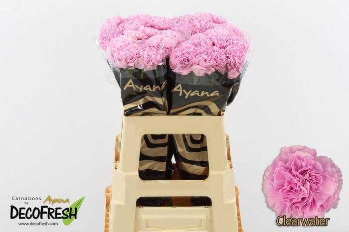 <h4>Di St Clearwater</h4>