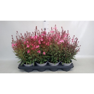 Gaura lindheimeri   ...