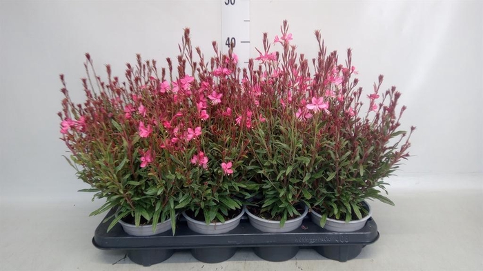 <h4>Gaura lindheimeri   ...</h4>