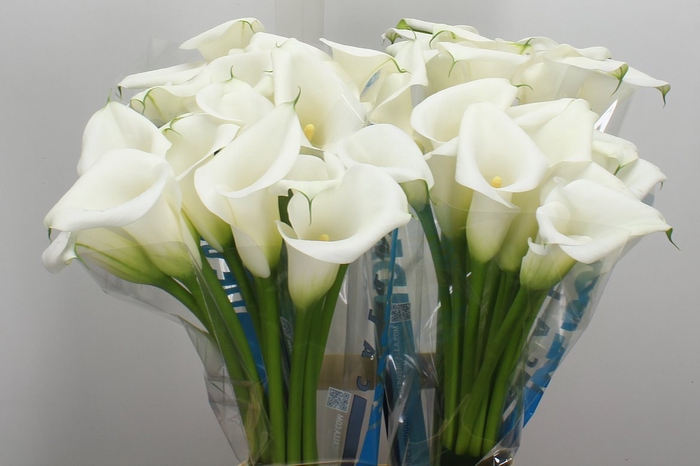 <h4>Zant Ivory Art</h4>