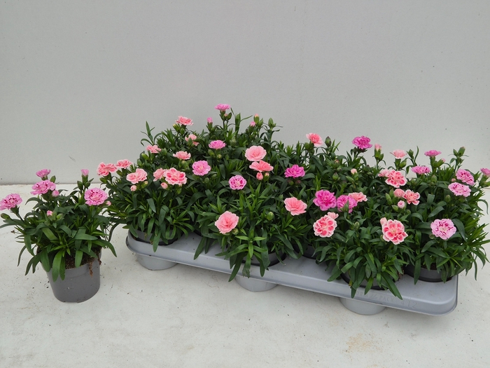 <h4>DIAN OSC GEM</h4>