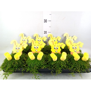 Soleirolia soleirolii   ...green