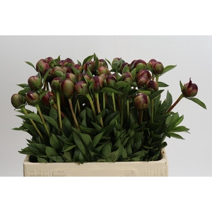 Paeonia Buckeye Belle