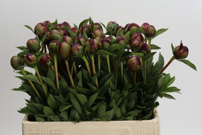 <h4>Paeonia Buckeye Belle</h4>