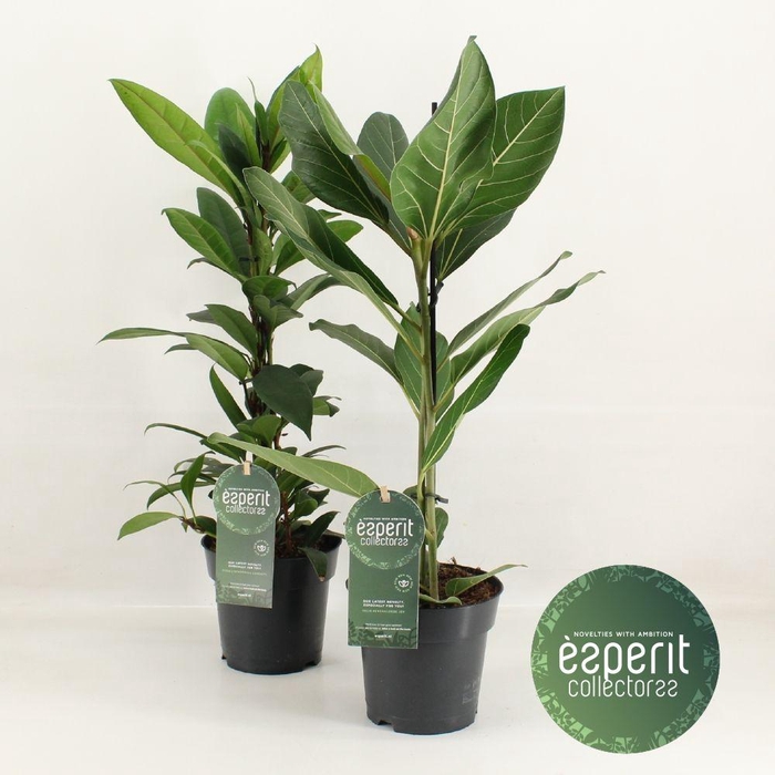 <h4>Ficus Gemengd</h4>