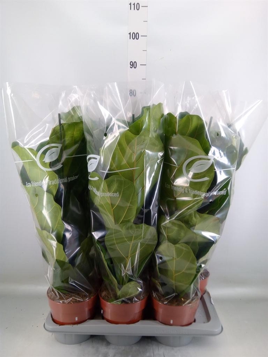 <h4>Ficus lyrata</h4>