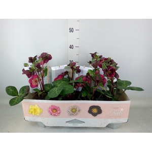 Helleborus  'Fkiss Vibey Velve'