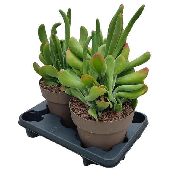 <h4>KALANCHOE THYRSIFLORA ORICULA - POT Ø 20 (SUCCULENTEN)</h4>