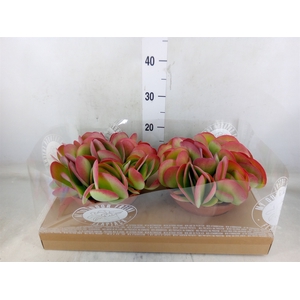 Kalanchoe NF thyrsiflora
