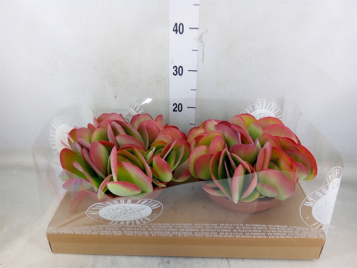 <h4>Kalanchoe NF thyrsiflora</h4>
