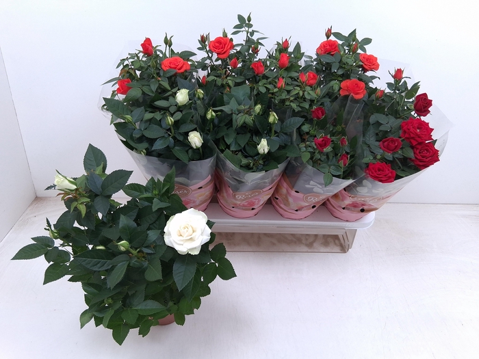 <h4>RO FAV RO GEM 3 SRT</h4>