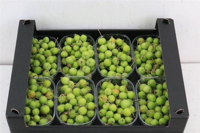 Sier Malusappel Light Green